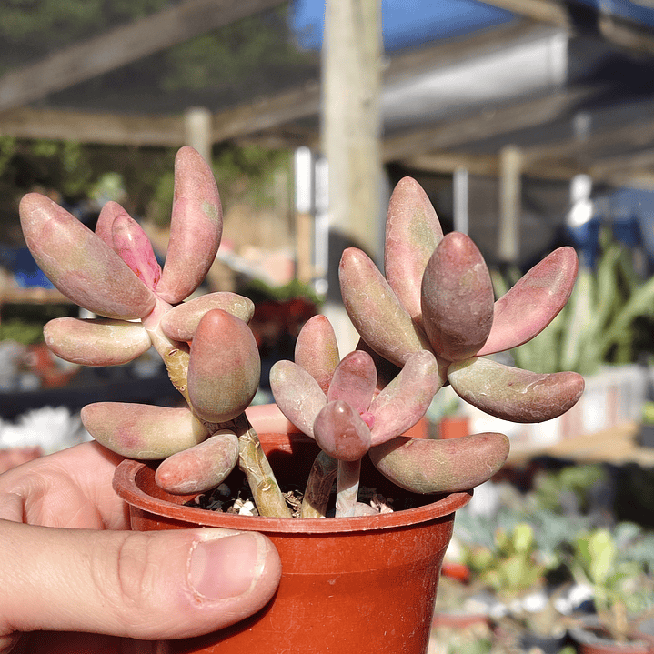 Pachyphytum Ganzhou 3