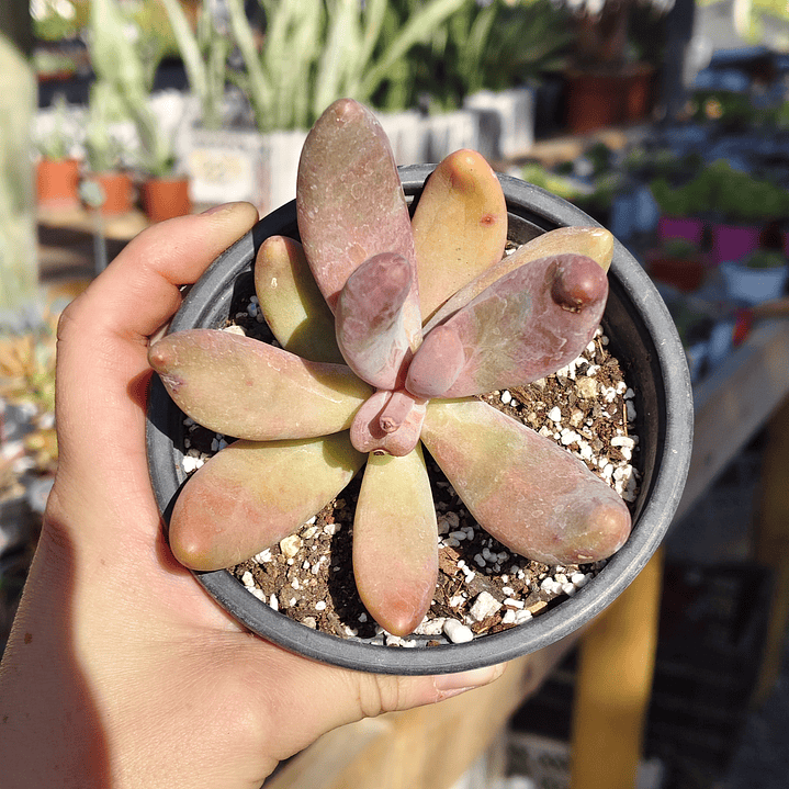 Pachyphytum Ganzhou 4