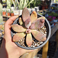 Pachyphytum Ganzhou - Miniatura 4