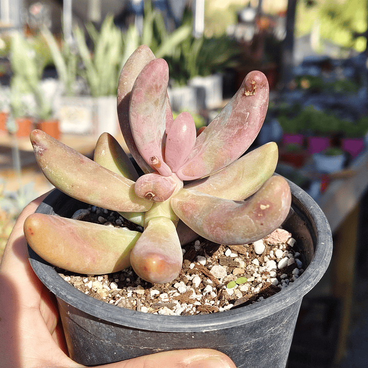 Pachyphytum Ganzhou 5