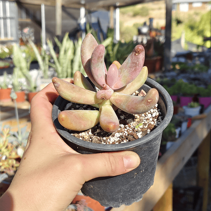Pachyphytum Ganzhou 6