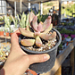 Pachyphytum Ganzhou - Miniatura 6