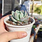 Pachyveria Scheideckeri - Miniatura 3
