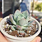 Pachyveria Scheideckeri - Miniatura 4