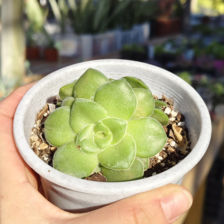 Crassula orbicularis  2