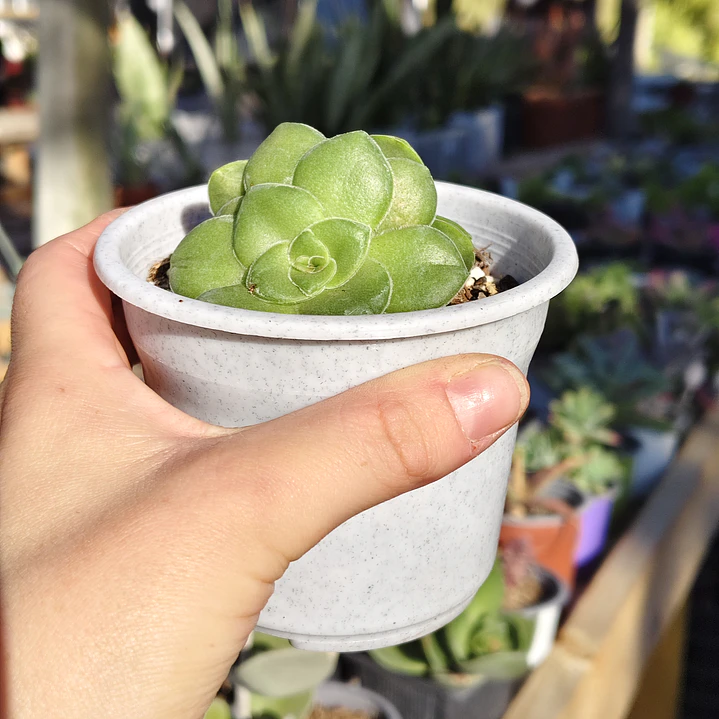 Crassula orbicularis  4