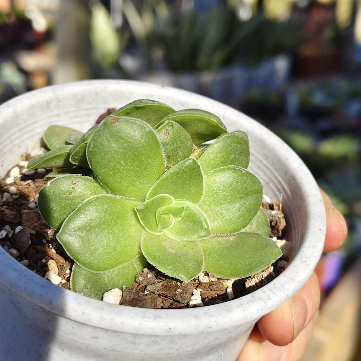 Crassula orbicularis  5