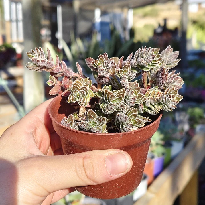 Crassula Lanuginosa 2