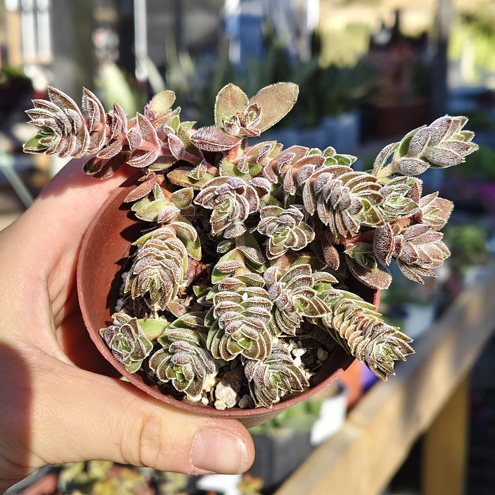 Crassula Lanuginosa 3