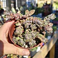 Crassula Lanuginosa - Miniatura 3