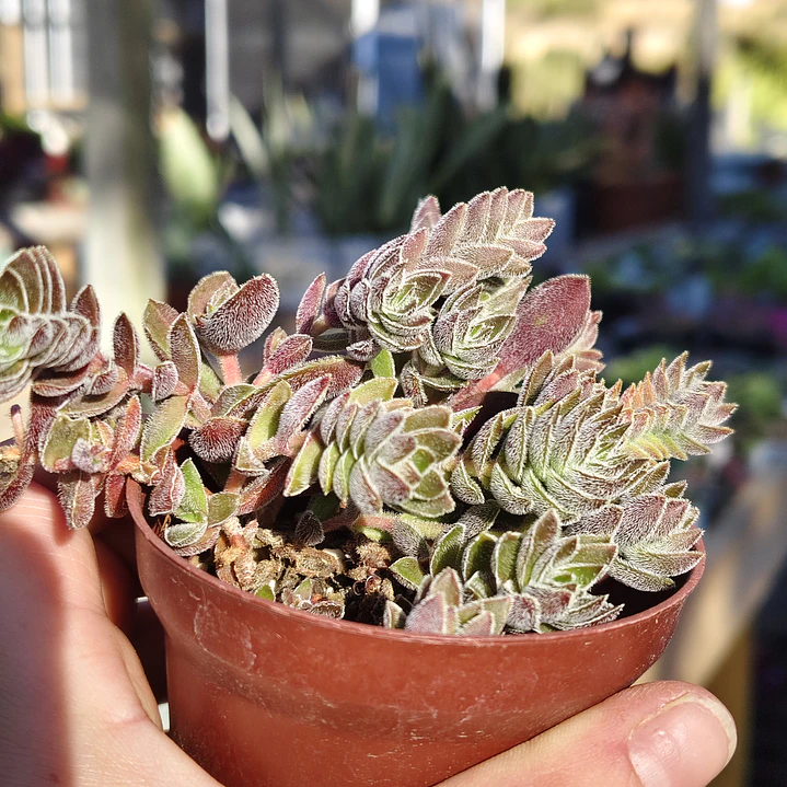 Crassula Lanuginosa 4