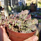 Crassula Lanuginosa - Miniatura 4