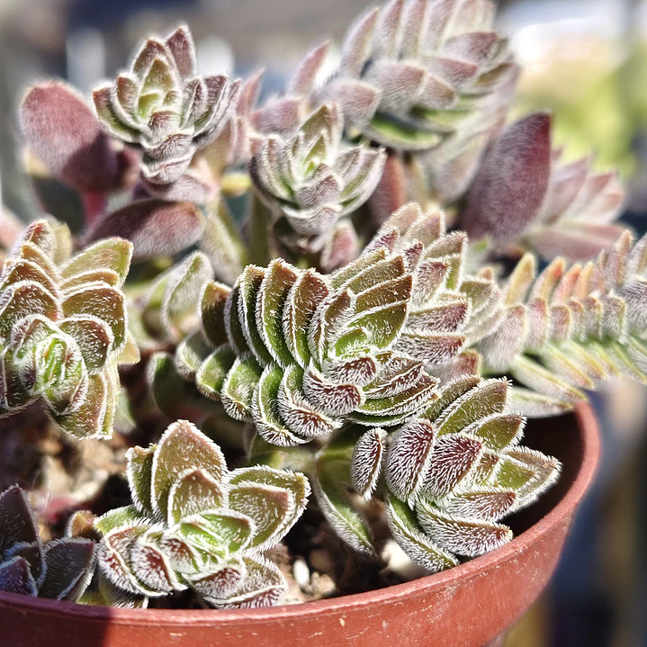 Crassula Lanuginosa 1