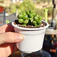 Crassula Elegans - Miniatura 2