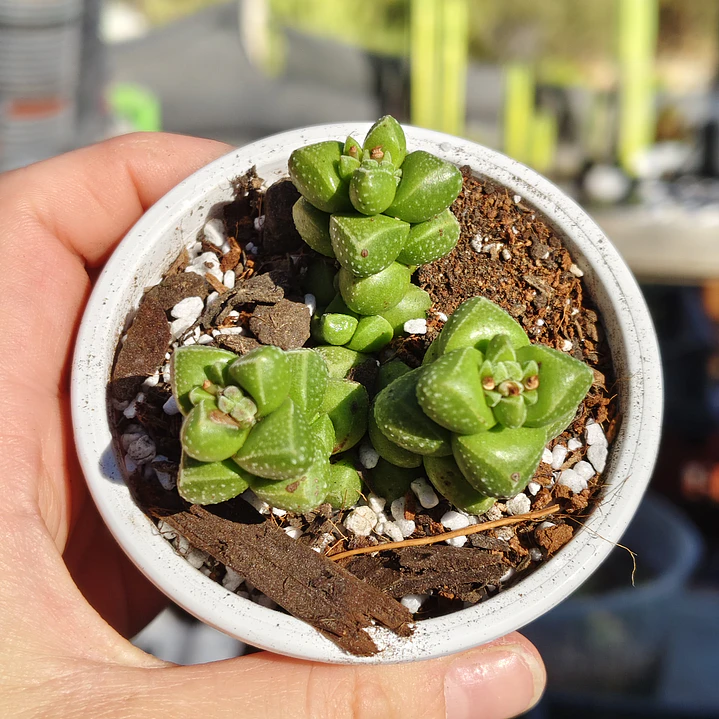 Crassula Elegans 3