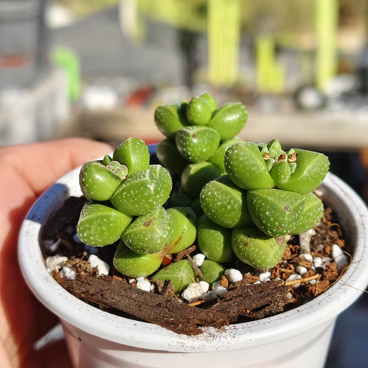 Crassula Elegans 1