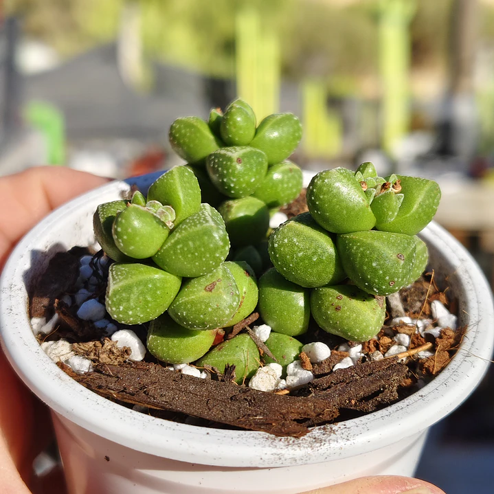 Crassula Elegans 4