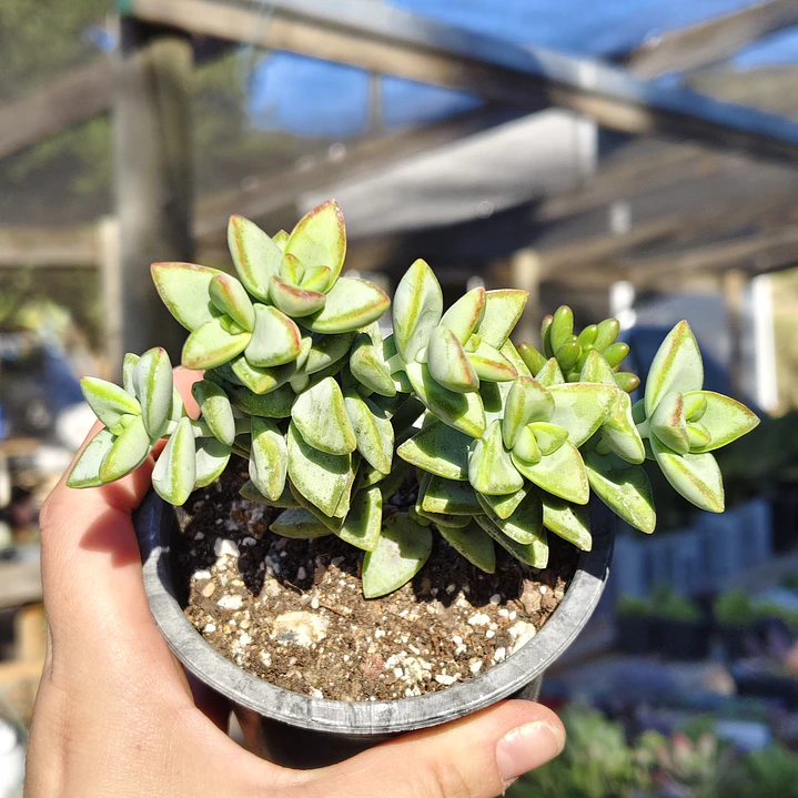 Crassula Rupestris 