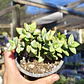 Crassula Rupestris 