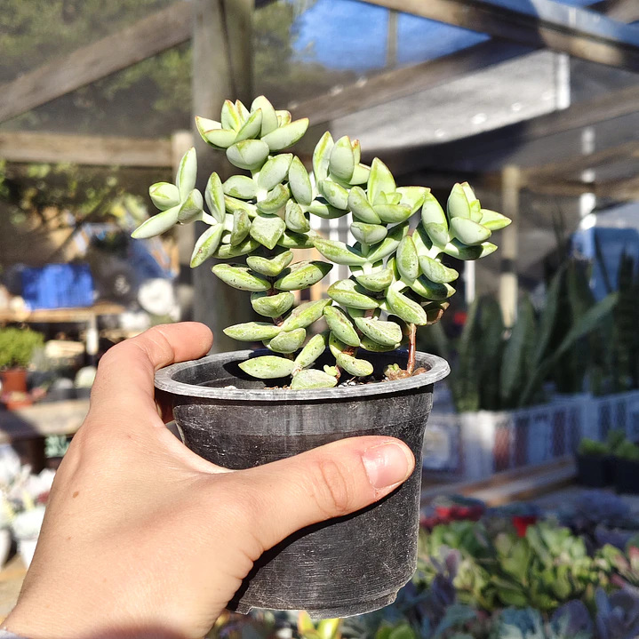Crassula Rupestris 