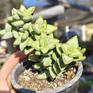 Crassula Rupestris 