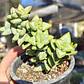 Crassula Rupestris 