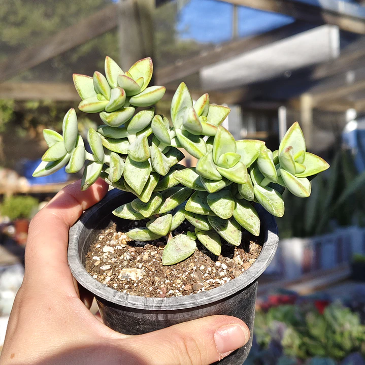 Crassula Rupestris 