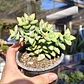 Crassula Rupestris 