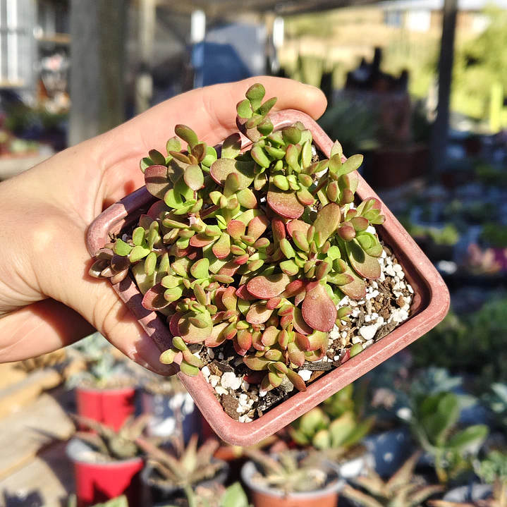Crassula Pubescens subps. Radicans  2