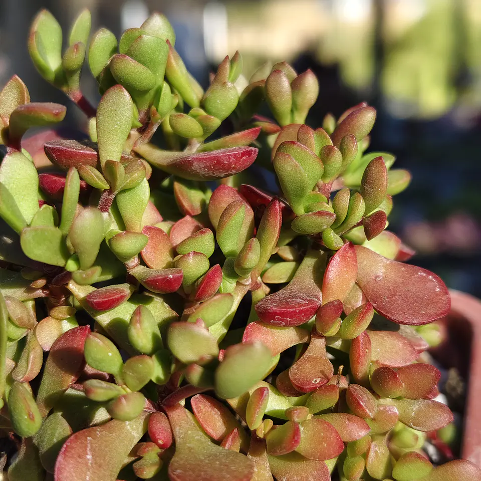 Crassula Pubescens subps. Radicans  3