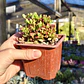 Crassula Pubescens subps. Radicans  - Miniatura 1