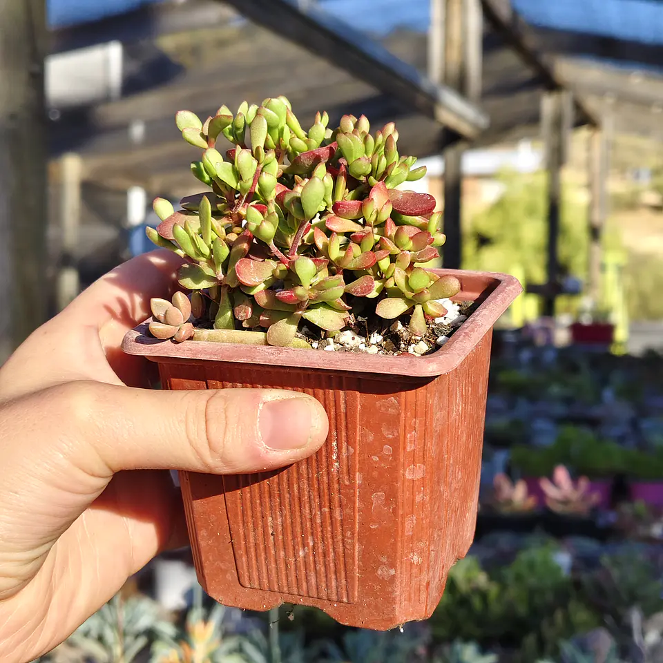 Crassula Pubescens subps. Radicans  1