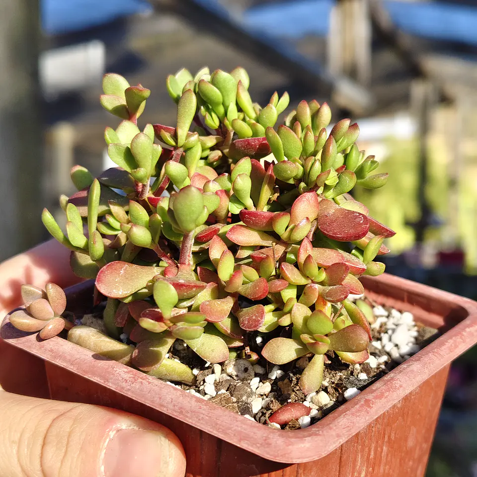 Crassula Pubescens subps. Radicans  4