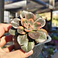 Echeveria Chroma - Miniatura 2