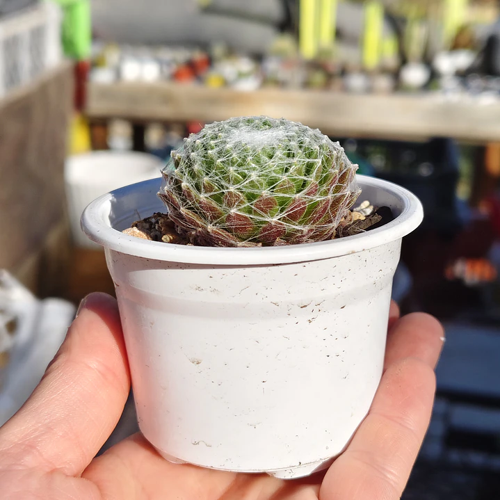 Sempervivum Arachnoideum 2