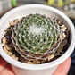 Sempervivum Arachnoideum - Miniatura 3