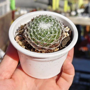 Sempervivum Arachnoideum