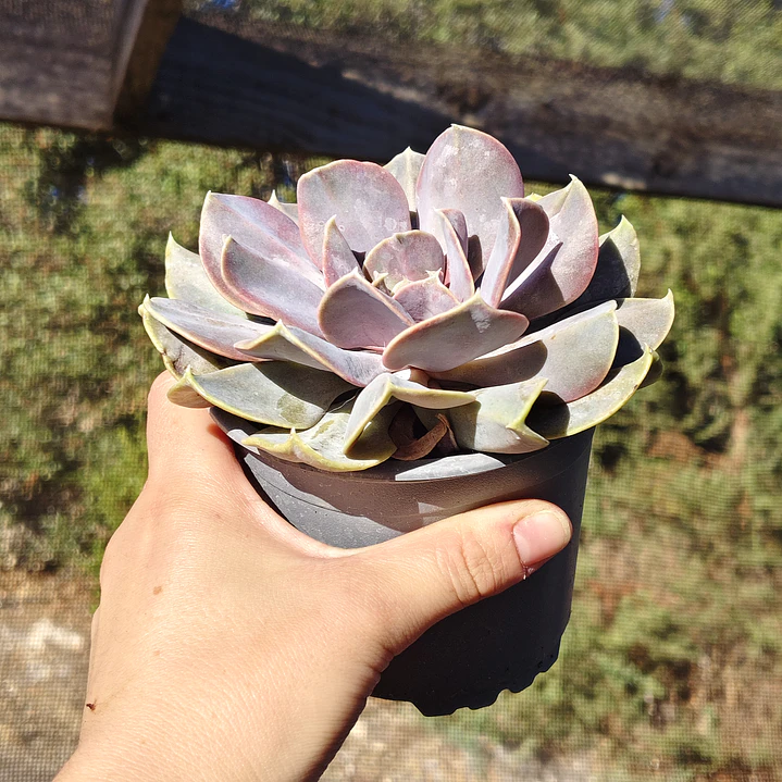 Echeveria Serena 2