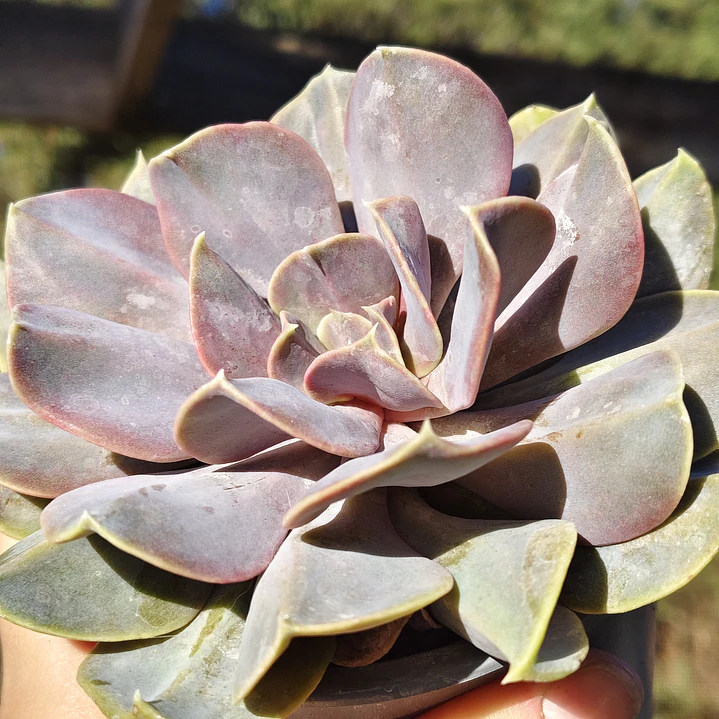 Echeveria Serena 3