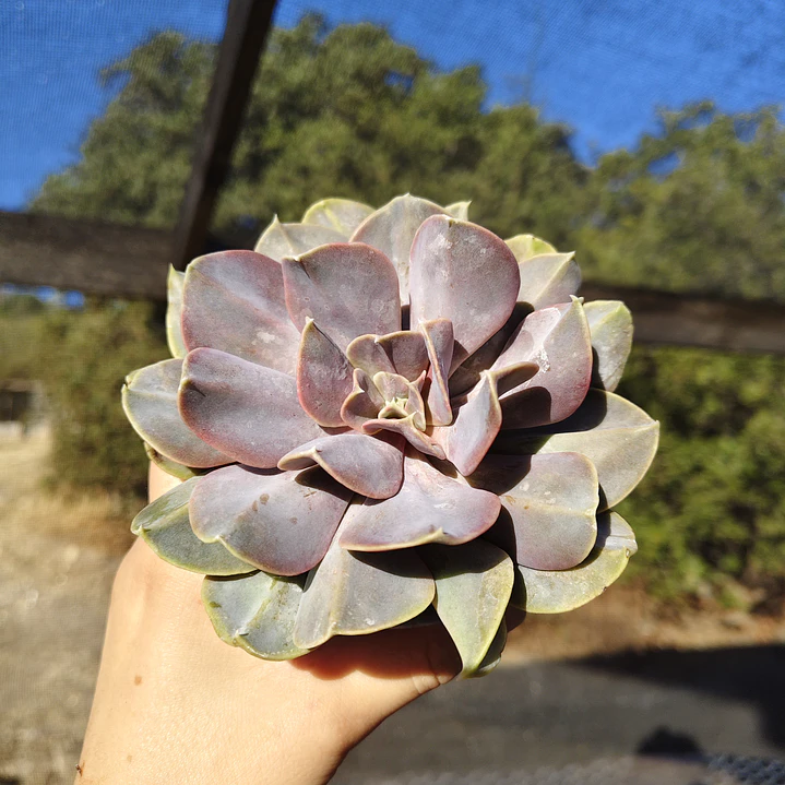 Echeveria Serena 4