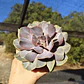 Echeveria Serena - Miniatura 4