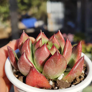 Echeveria Scarlet