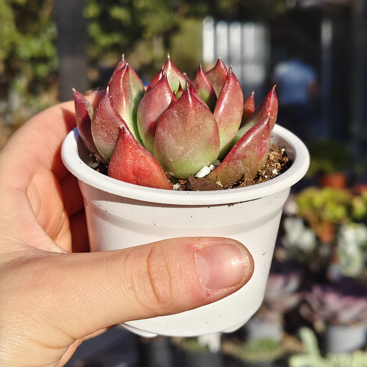 Echeveria Scarlet 3