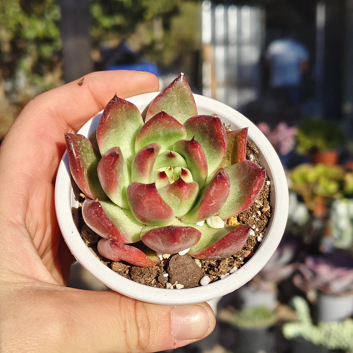 Echeveria Scarlet 2