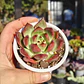 Echeveria Scarlet - Miniatura 2