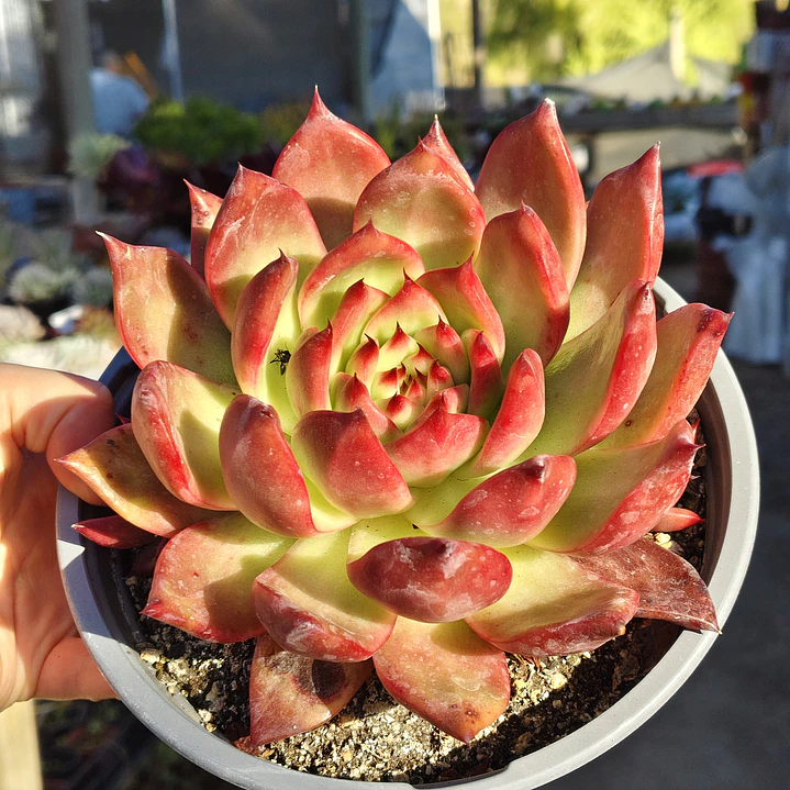 Echeveria Scarlet 4