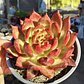 Echeveria Scarlet - Miniatura 4