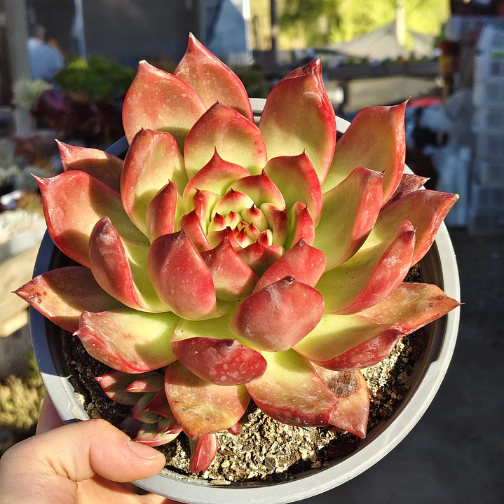 Echeveria Scarlet 5