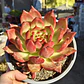 Echeveria Scarlet - Miniatura 5