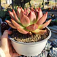 Echeveria Scarlet - Miniatura 6